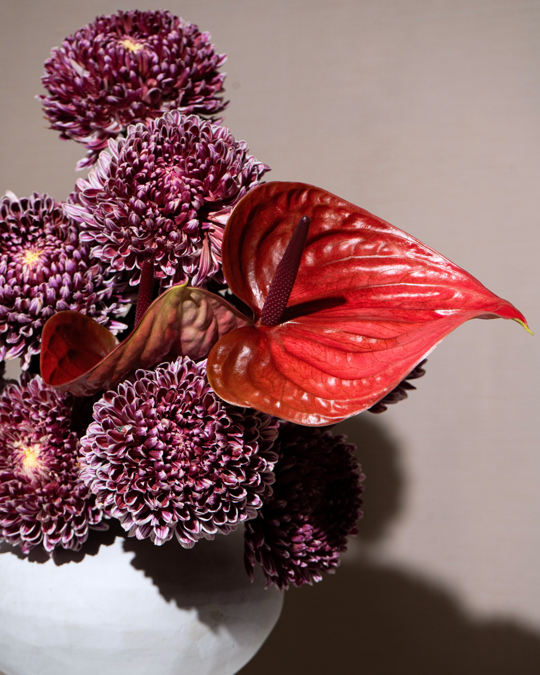 PLUME CLAT - Image 3
